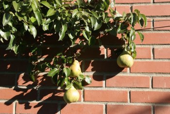 Créer et entretenir vos arbres palissés