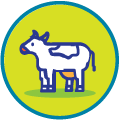 Viande bovine