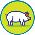 Viande porcine